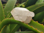 Natural Quartz Crystals x 23 From Madagascar - Toprock Gemstones and Minerals 