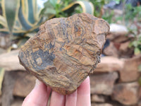 Polished On One Side Tiger's Eye Slabs x 6 From South Africa