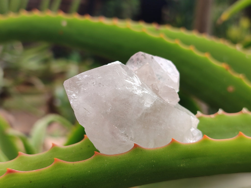 Natural Spirit Quartz Clusters x 22 From Boekenhouthoek, South Africa - Toprock Gemstones and Minerals 