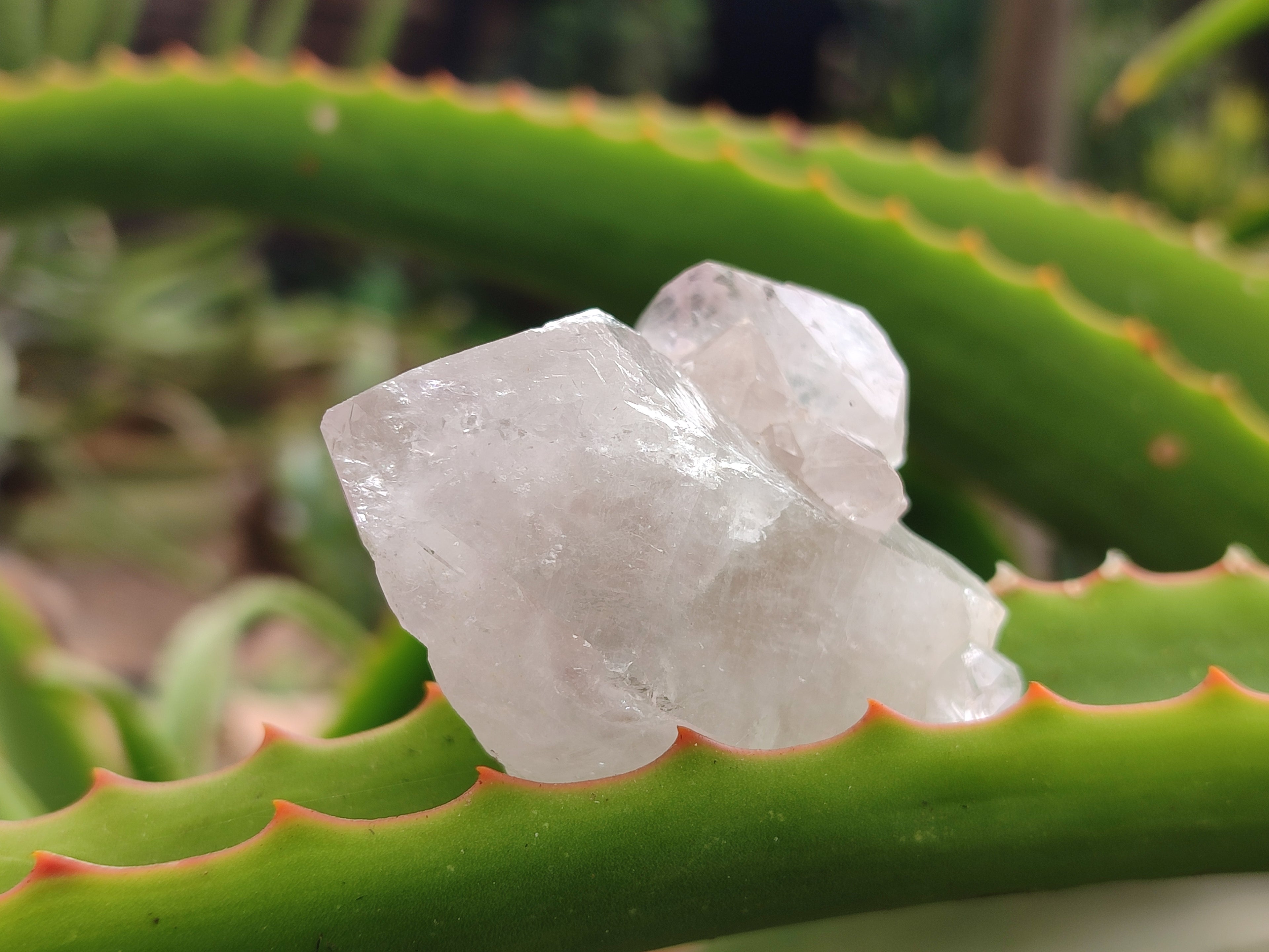 Natural Spirit Quartz Clusters x 22 From Boekenhouthoek, South Africa - Toprock Gemstones and Minerals 