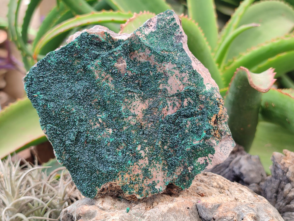 Natural Botryoidal Malachite Specimens x 3 From Tenke Fungurume, Congo - Toprock Gemstones and Minerals 