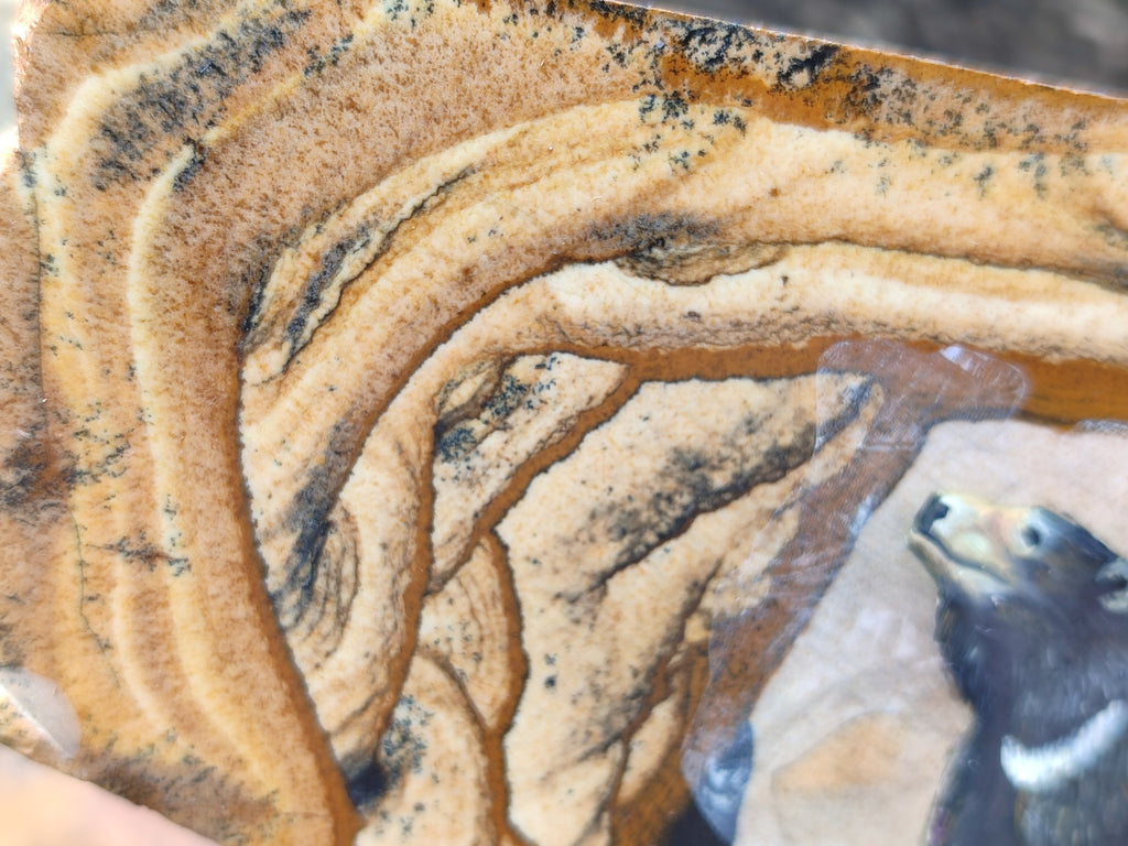 Hand Made Bear Decoupage on Picture Stone Jasper Stone Slabs - sold per item - From Namibia - Toprock Gemstones and Minerals 