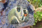 Hand Made Vervet Monkey Family Decoupage on Sodalite Stone Slabs - sold per item - From Namibia - Toprock Gemstones and Minerals 