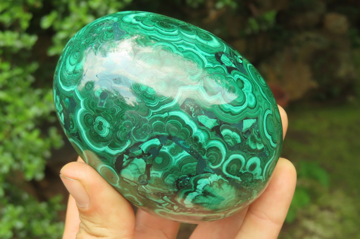 Polished Flower Banded Malachite Gemstone Eggs x 2 From Congo - Toprock Gemstones and Minerals 