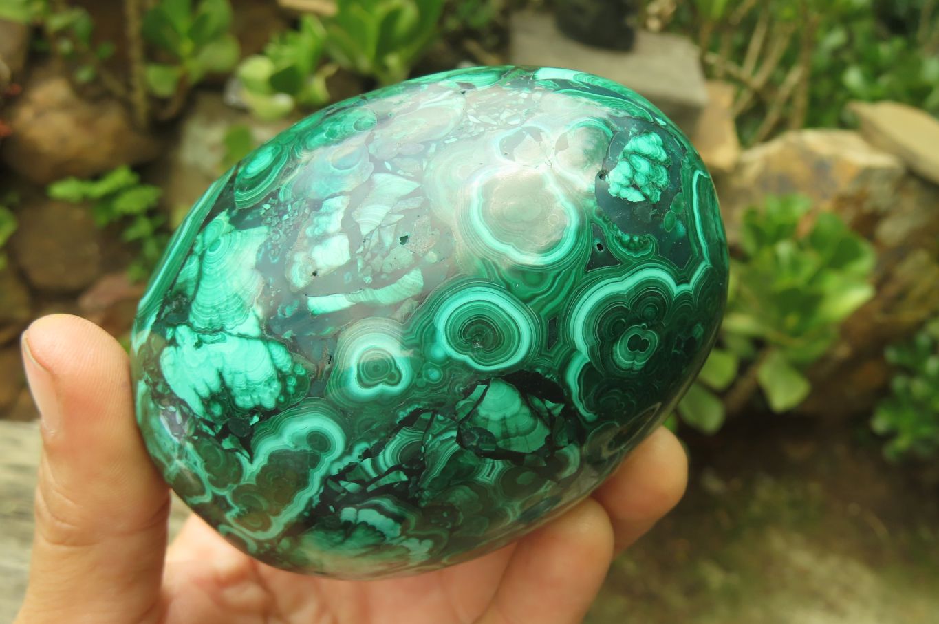 Polished Flower Banded Malachite Gemstone Eggs x 2 From Congo - Toprock Gemstones and Minerals 