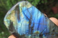 Polished Labradorite Standing Free Forms x 6 From Madagascar - Toprock Gemstones and Minerals 