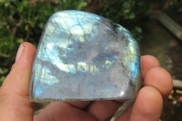 Polished Labradorite Standing Free Forms x 6 From Madagascar - Toprock Gemstones and Minerals 