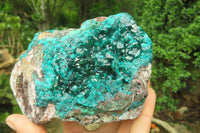 Natural Dioptase Cabinet Specimen x 1 From Reneville Brazzaville, Congo