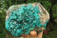 Natural Dioptase Cabinet Specimen x 1 From Reneville Brazzaville, Congo