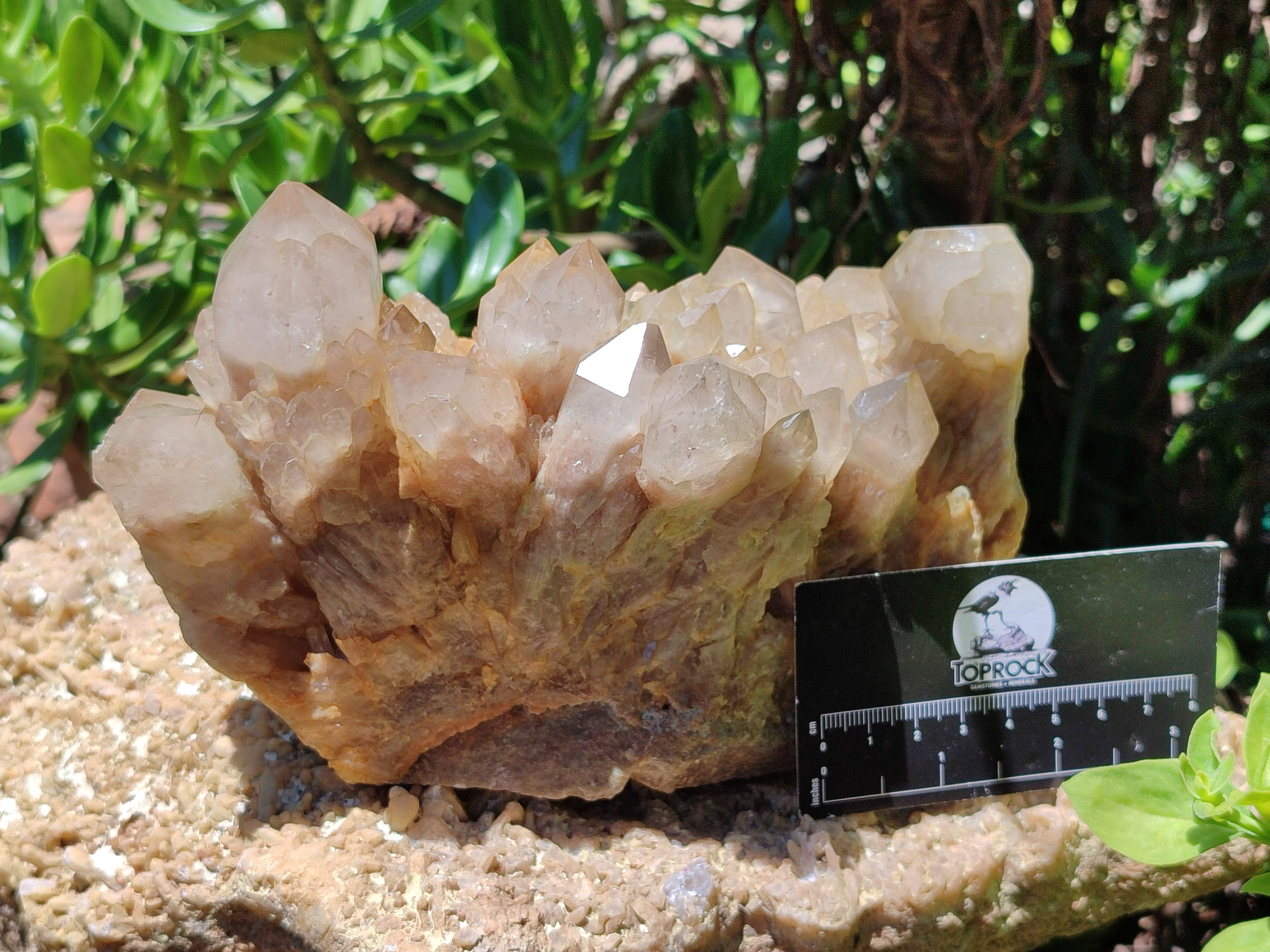 Natural Smokey Phantom Quartz Cluster x 1 From Luena, Congo - Toprock Gemstones and Minerals 