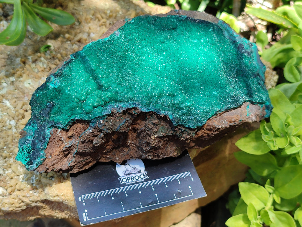 Natural Botryoidal Malachite Specimen x 1 From Tenke Fungurume, Congo - Toprock Gemstones and Minerals 