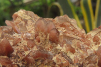 Natural Red Hematoid Quartz Clusters x 8 From Karoi, Zimbabwe