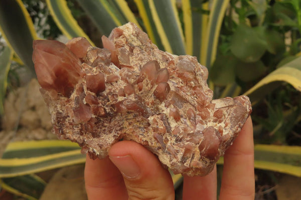 Natural Red Hematoid Quartz Clusters x 8 From Karoi, Zimbabwe