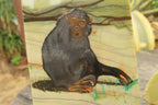 Hand Made Chimpanzee Decoupage on Butter Jade Stone Slabs - sold per item - From South Africa - Toprock Gemstones and Minerals 