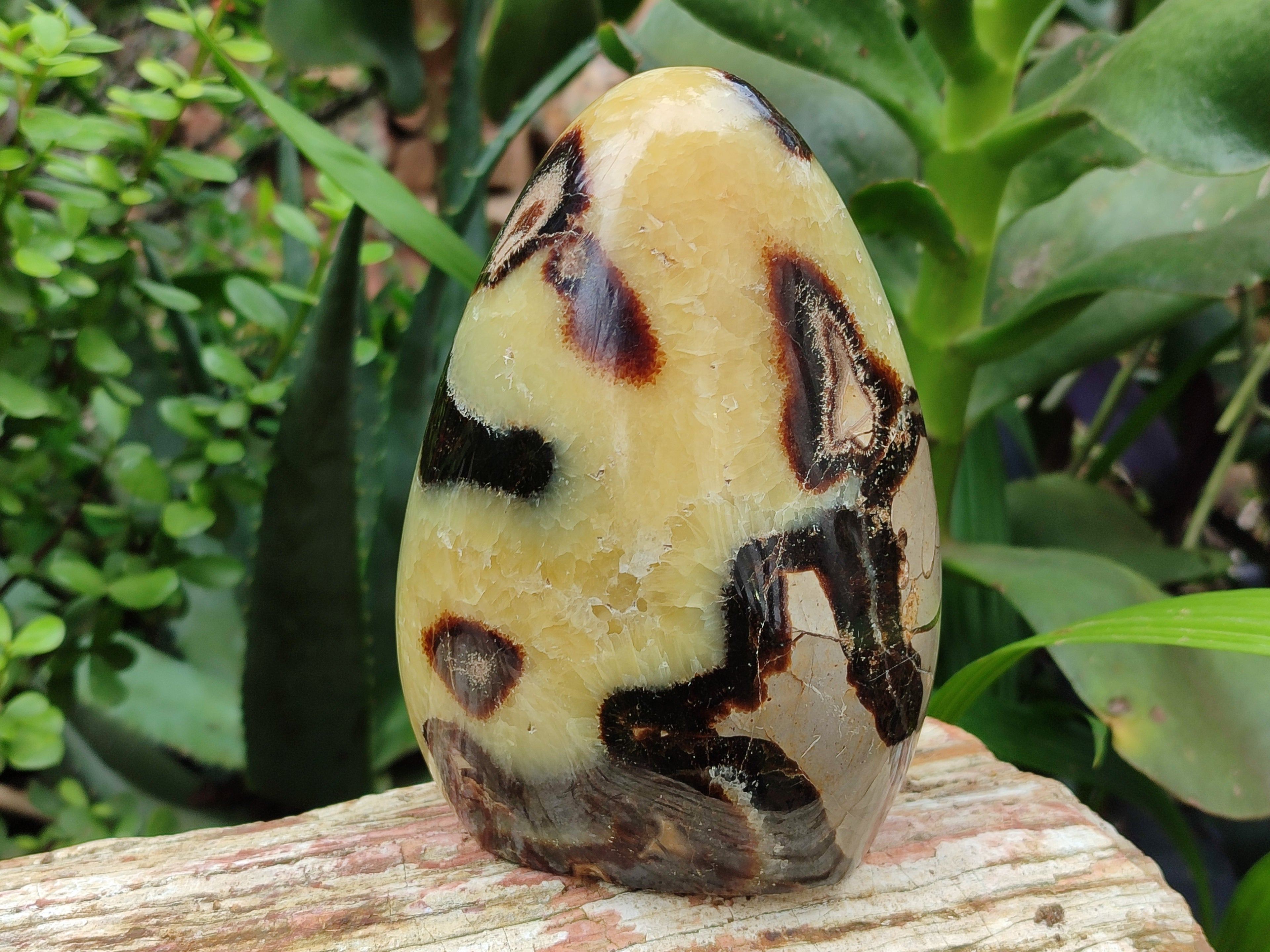 Polished Septerye Standing Free Form x 1 From Mahajanga, Madagascar - Toprock Gemstones and Minerals 