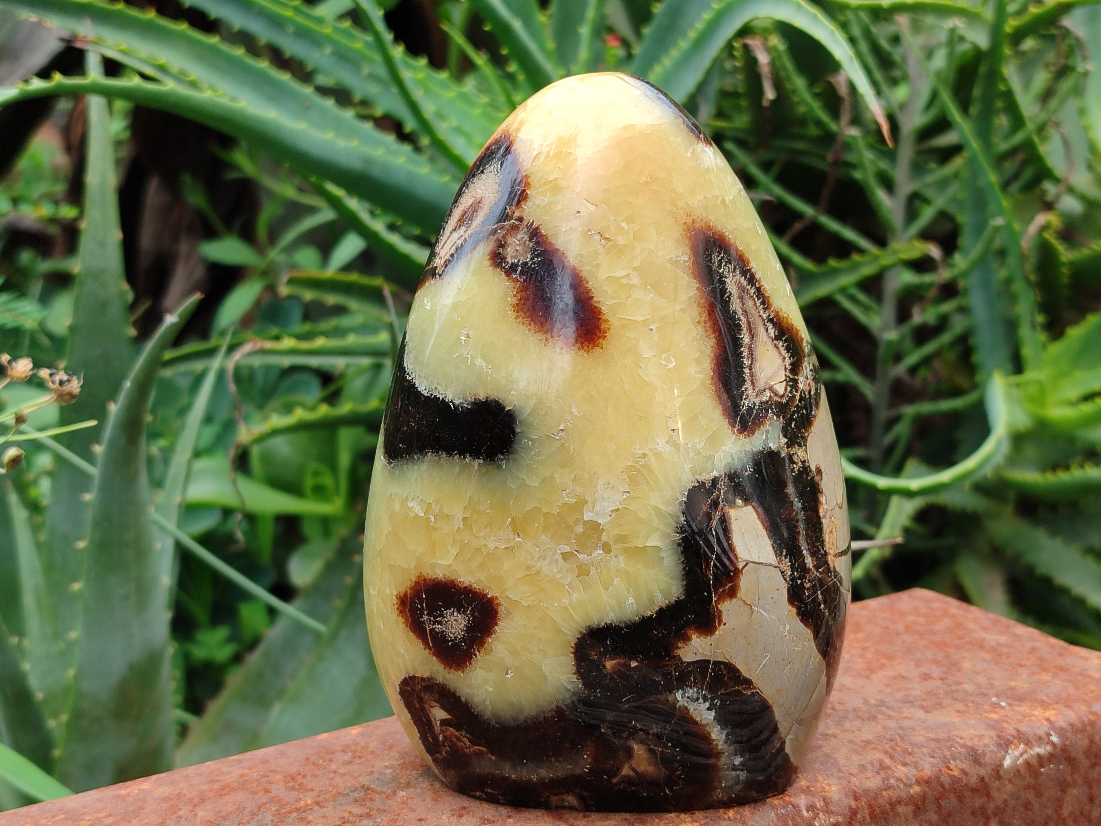 Polished Septerye Standing Free Form x 1 From Mahajanga, Madagascar - Toprock Gemstones and Minerals 