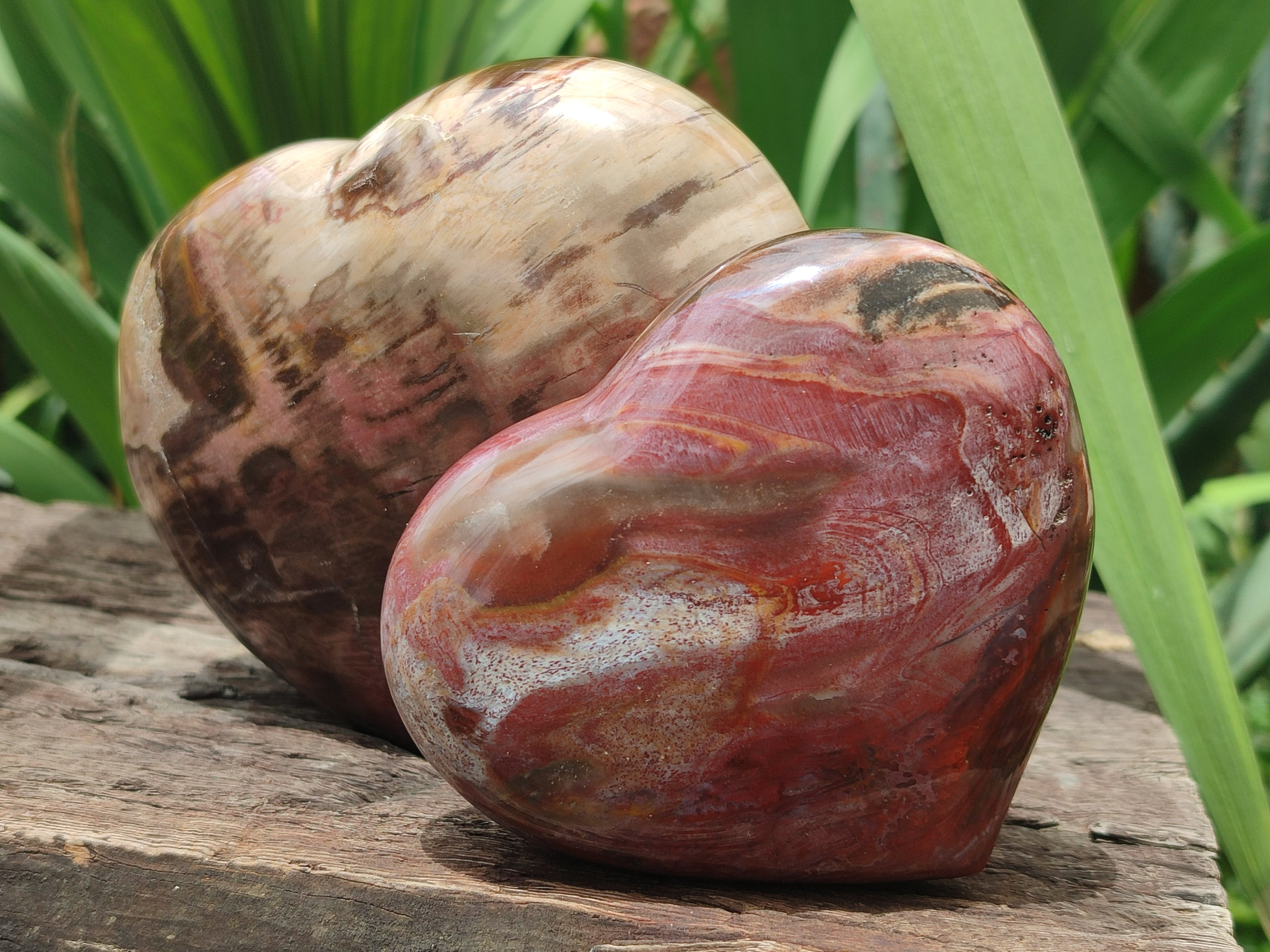 Polished Podocarpus Petrified Hearts x 2 From Mahajanga, Madagascar - Toprock Gemstones and Minerals 