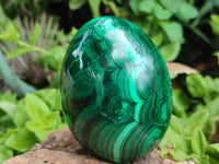 Polished Flower Banded Malachite Eggs x 2 From Congo - Toprock Gemstones and Minerals 