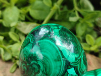 Polished Flower Banded Malachite Eggs x 2 From Congo - Toprock Gemstones and Minerals 