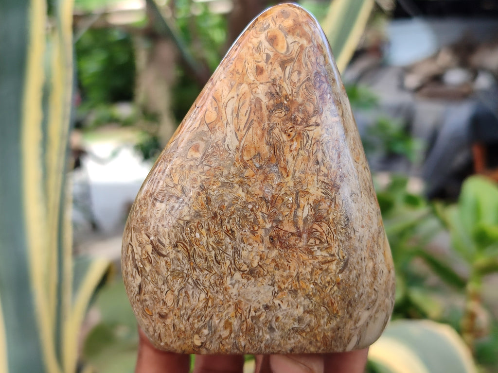 Polished Oceanic Fossil Standing Free Forms x 3 From Madagascar - Toprock Gemstones and Minerals 