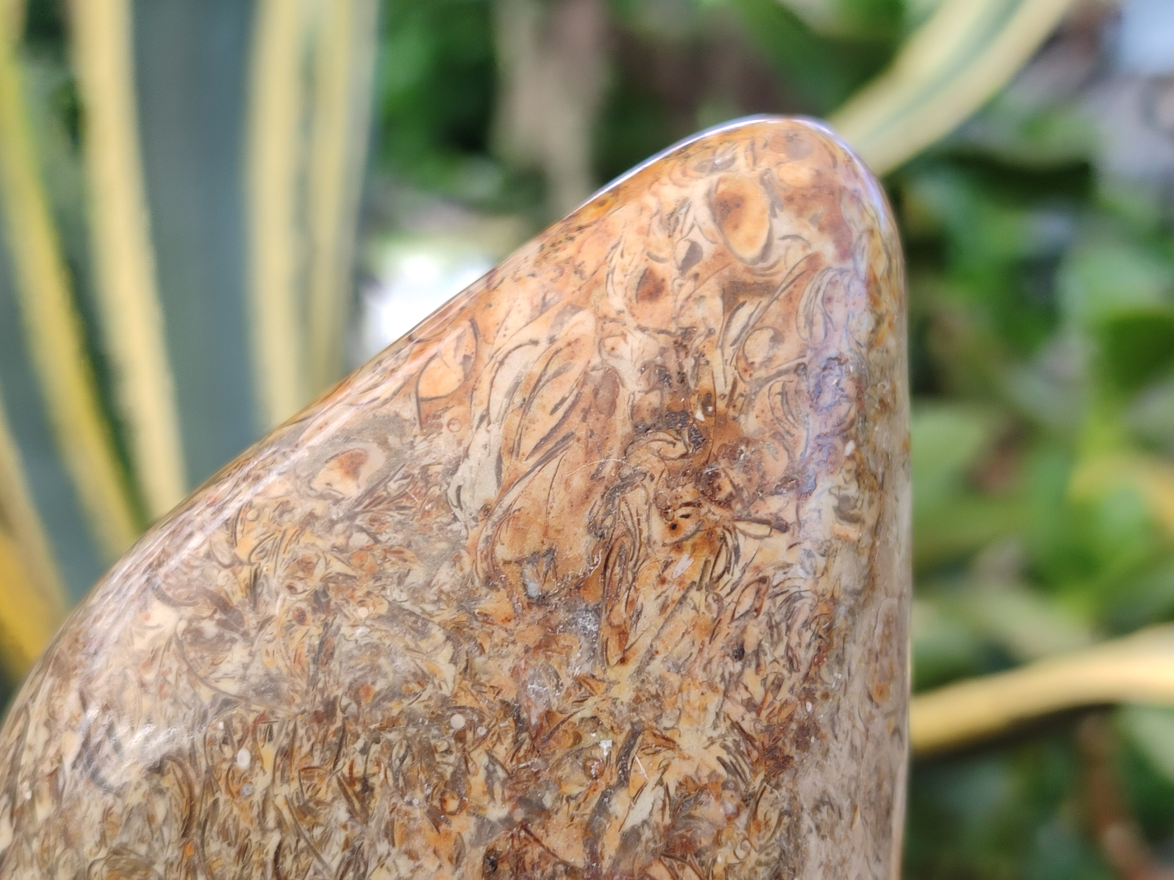 Polished Oceanic Fossil Standing Free Forms x 3 From Madagascar - Toprock Gemstones and Minerals 