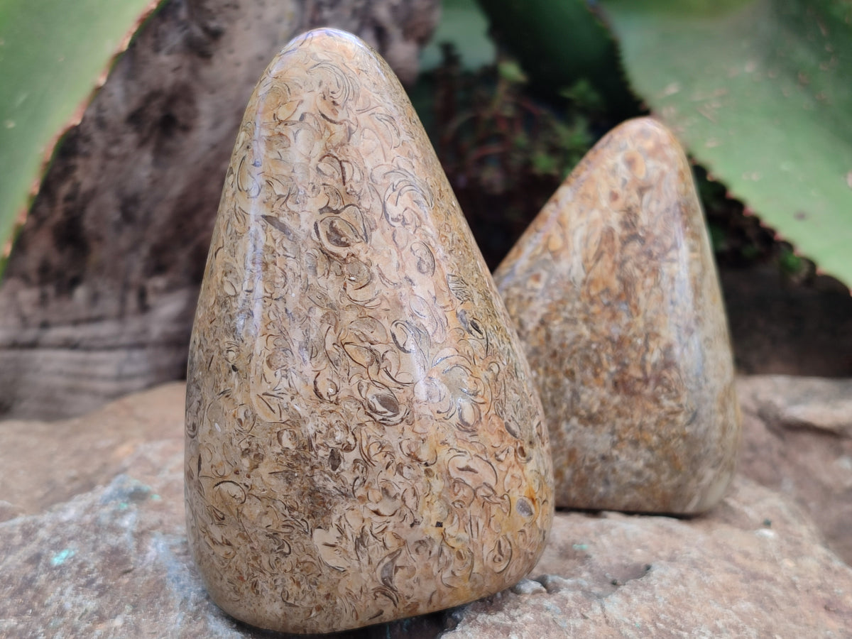Polished Oceanic Fossil Standing Free Forms x 3 From Madagascar - Toprock Gemstones and Minerals 