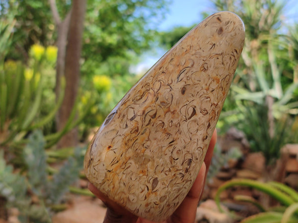 Polished Oceanic Fossil Standing Free Forms x 3 From Madagascar - Toprock Gemstones and Minerals 