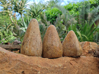 Polished Oceanic Fossil Standing Free Forms x 3 From Madagascar - Toprock Gemstones and Minerals 