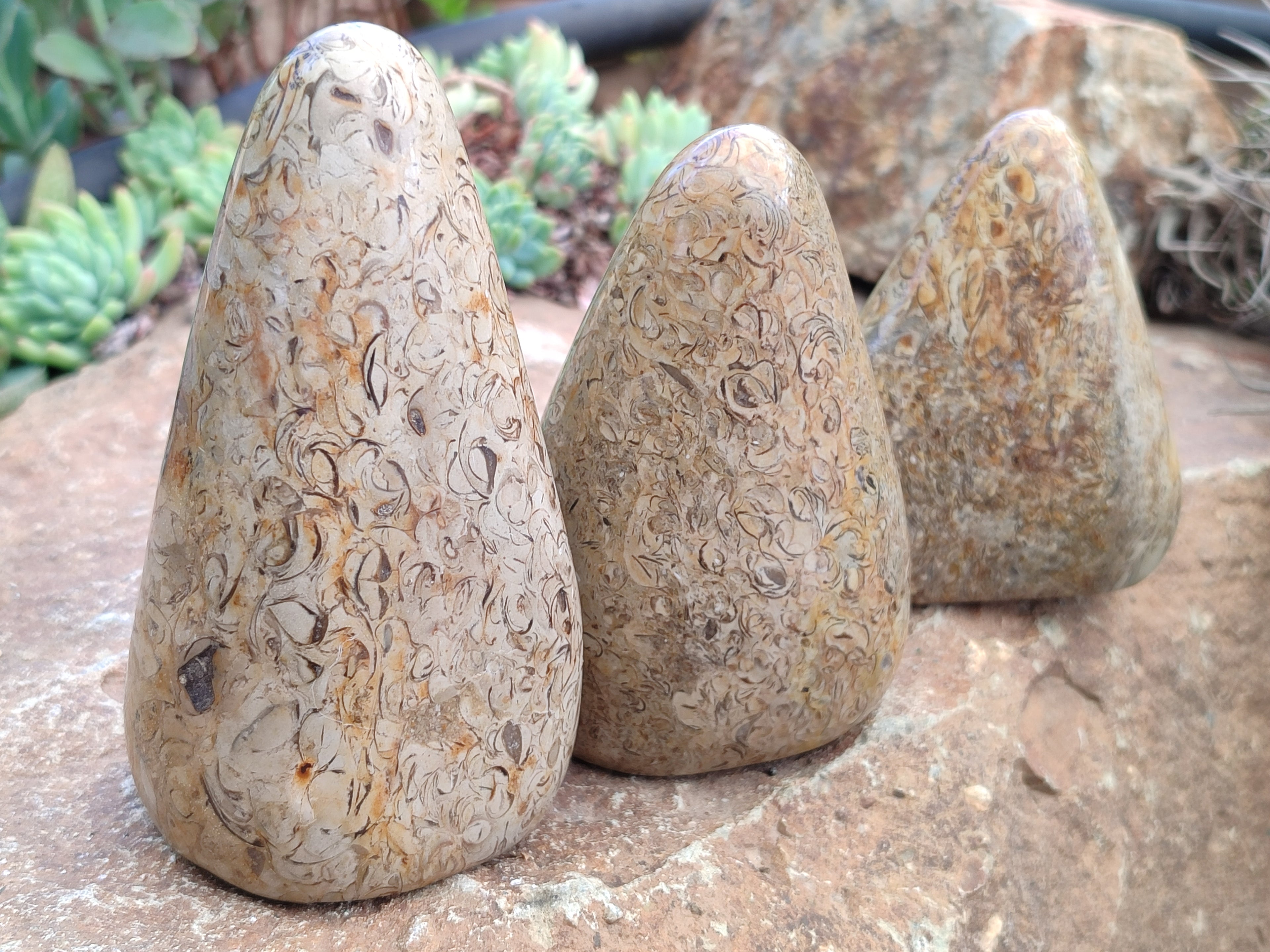 Polished Oceanic Fossil Standing Free Forms x 3 From Madagascar - Toprock Gemstones and Minerals 