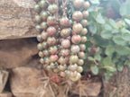 Polished Unakite Beaded Necklace - Sold Per Item - From South Africa - Toprock Gemstones and Minerals 