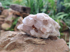 Natural Spirit Quartz Clusters x 12 From Boekenhouthoek, South Africa - Toprock Gemstones and Minerals 