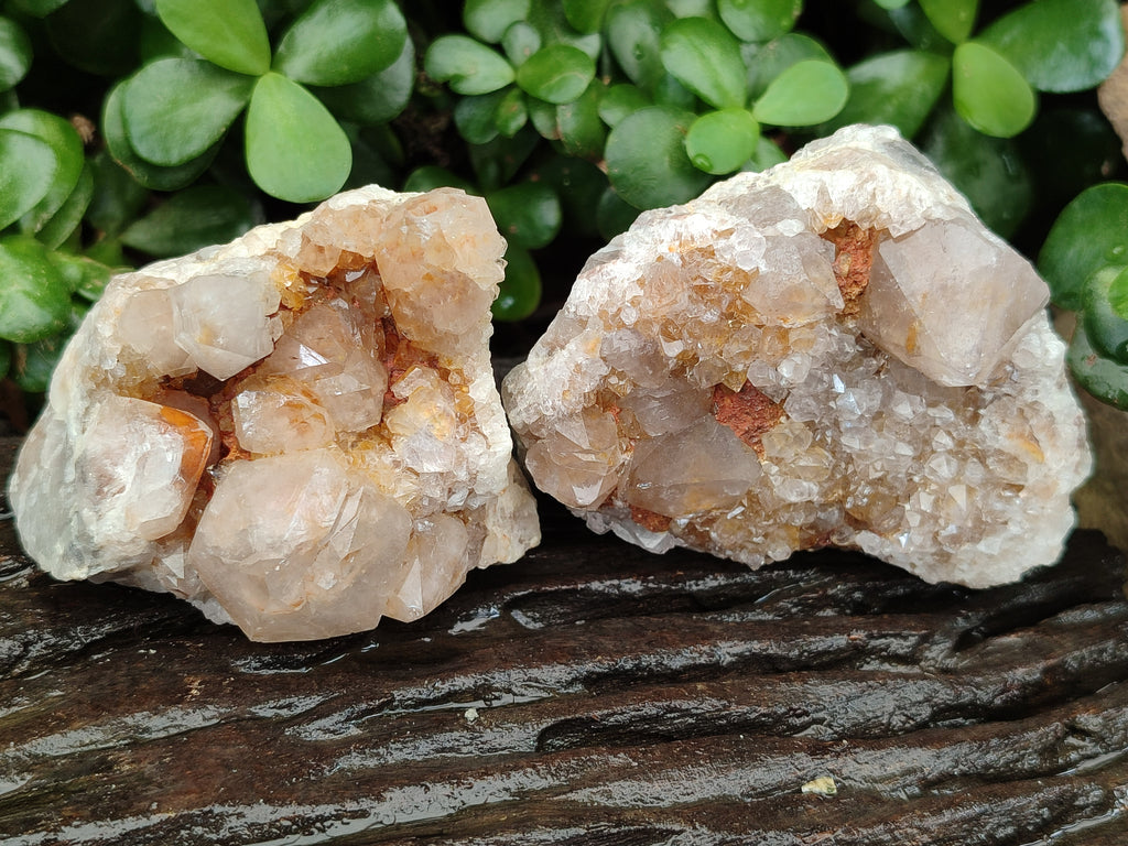 Natural Spirit Quartz Clusters x 12 From Boekenhouthoek, South Africa - Toprock Gemstones and Minerals 