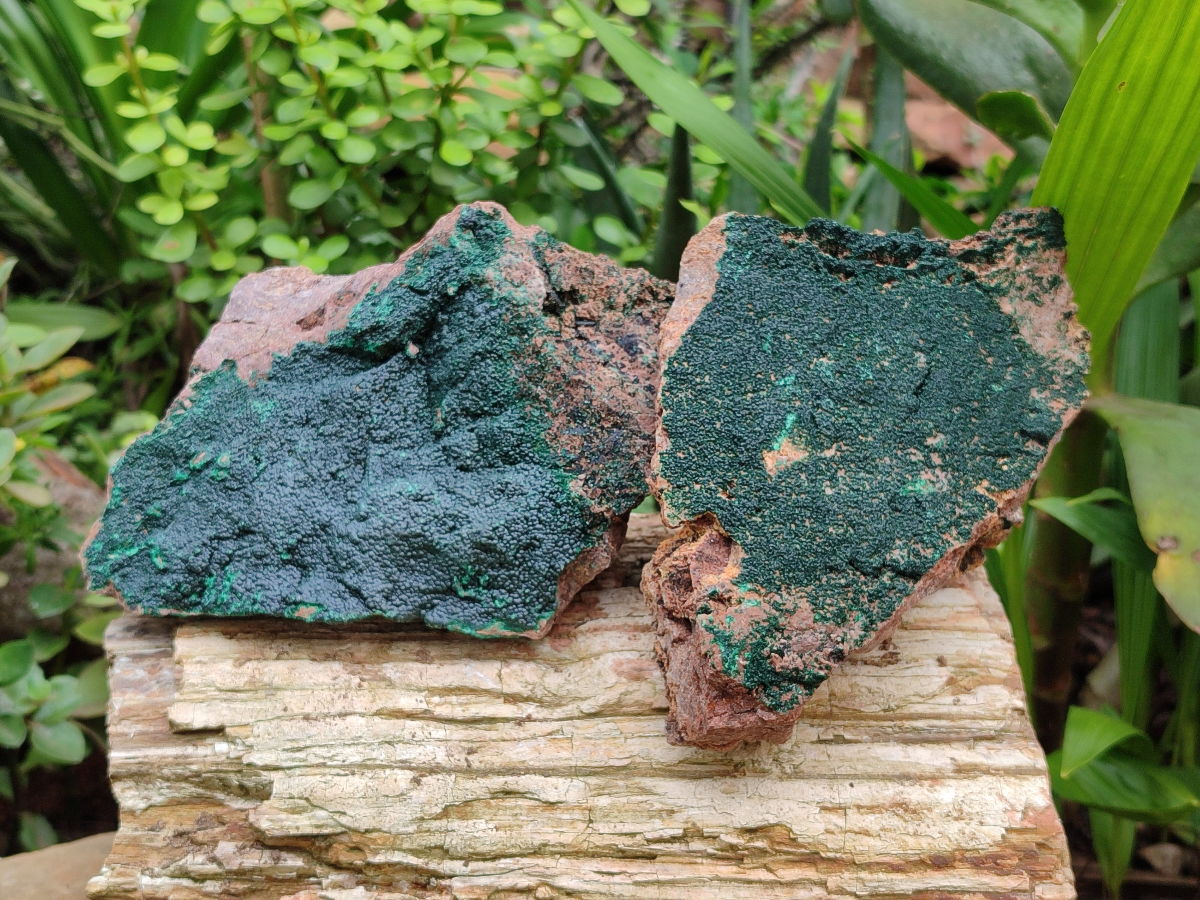 Natural Botryoidal Malachite Specimens x 2 From Tenke Fungurume, Congo - Toprock Gemstones and Minerals 