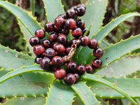 Polished Red Tigers Eye Bead Necklaces - Sold Per Item - From South Africa