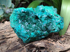 Natural Dioptase Cabinet Specimen x 1 From Reneville Brazzaville, Congo - Toprock Gemstones and Minerals 