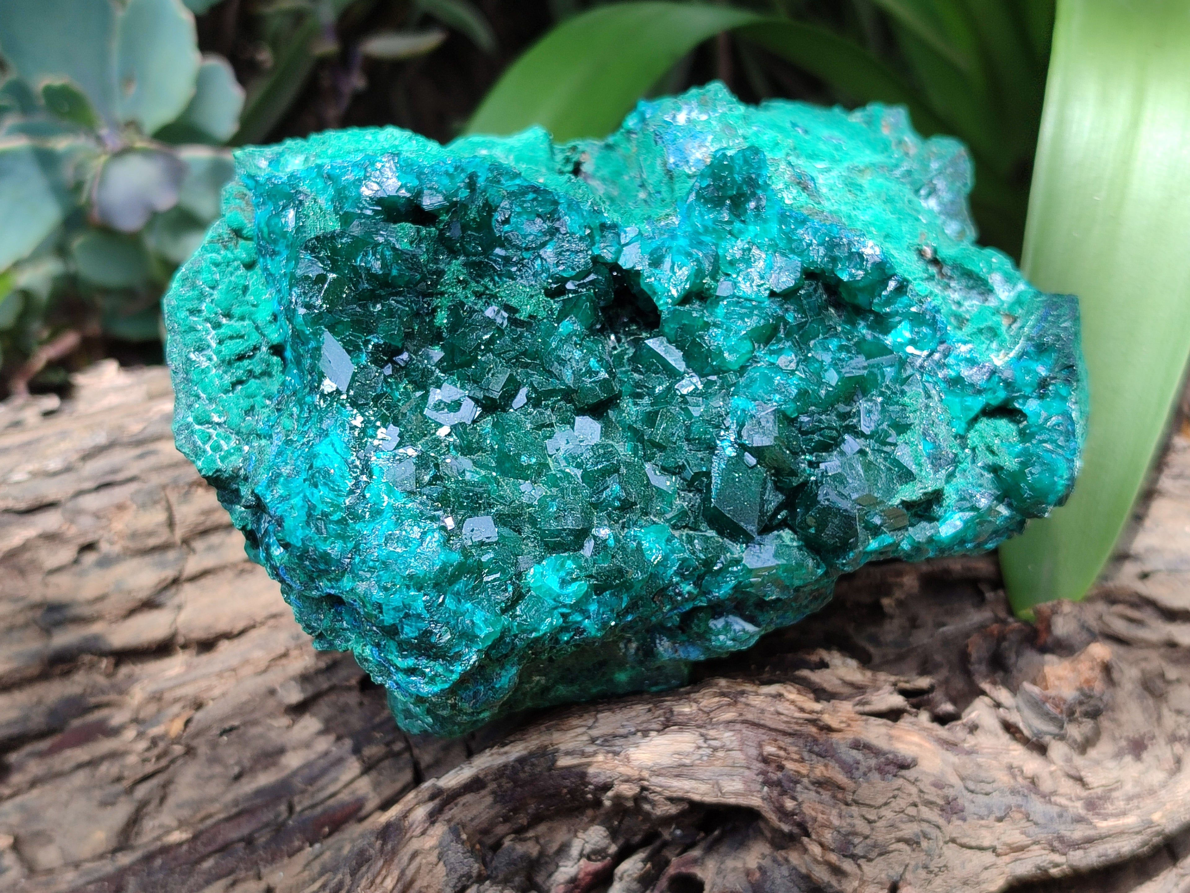 Natural Dioptase Cabinet Specimen x 1 From Reneville Brazzaville, Congo - Toprock Gemstones and Minerals 