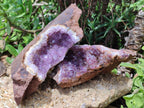 Natural Zululand Amethyst Geodes x 2 from Jozini, South Africa - Toprock Gemstones and Minerals 