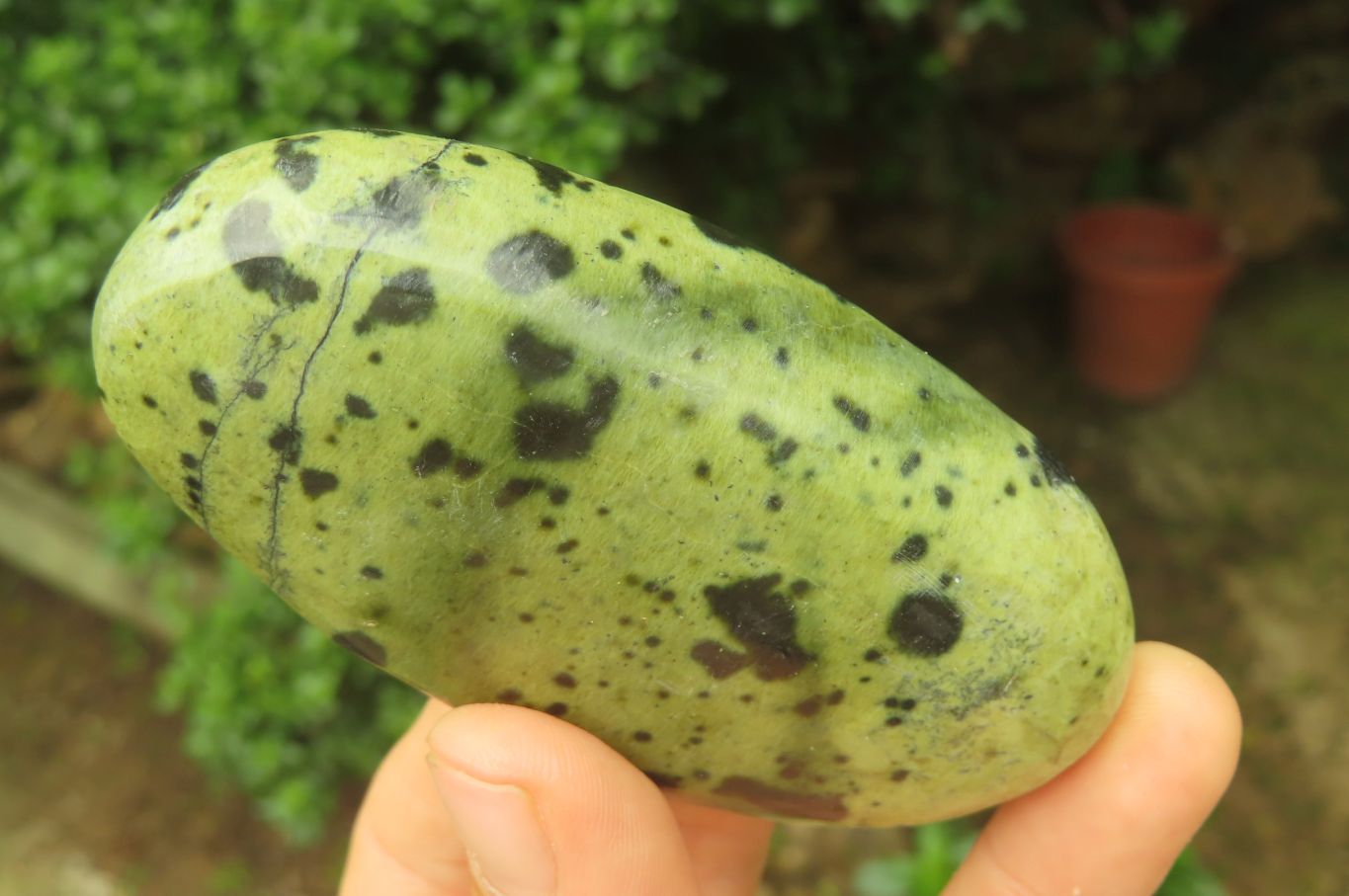 Polished Leopard Stone Palm Stones x 6 From Zimbabwe - Toprock Gemstones and Minerals 
