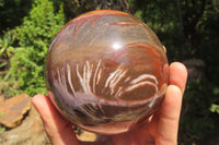 Polished Podocarpus Petrified Wood Sphere x 1 From Mahajanga, Madagascar - Toprock Gemstones and Minerals 