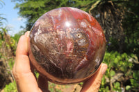 Polished Podocarpus Petrified Wood Sphere x 1 From Mahajanga, Madagascar - Toprock Gemstones and Minerals 