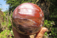 Polished Podocarpus Petrified Wood Sphere x 1 From Mahajanga, Madagascar - Toprock Gemstones and Minerals 