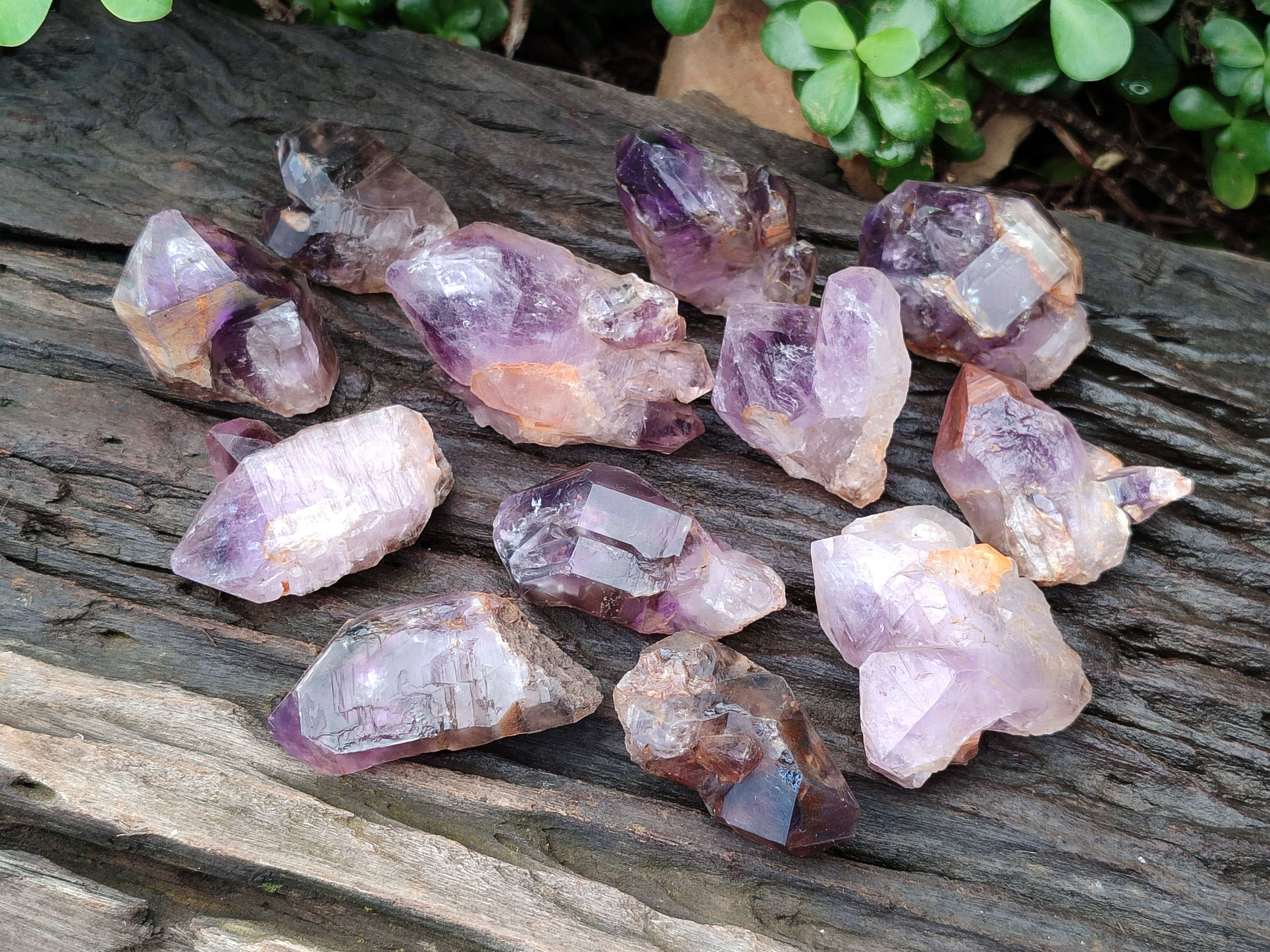 Natural Zululand Amethyst Crystals x 12 From South Africa - Toprock Gemstones and Minerals 