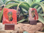 Hand Made Lioness Decoupage on Red Jasper Stone Slabs - sold per item - From South Africa - Toprock Gemstones and Minerals 