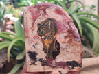 Hand Made Lioness Decoupage on Red Jasper Stone Slabs - sold per item - From South Africa - Toprock Gemstones and Minerals 