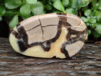 Polished Septerye Slices x 6 From Mahajanga, Madagascar