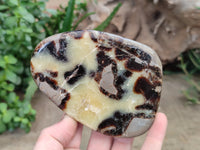 Polished Septerye Slices x 6 From Mahajanga, Madagascar