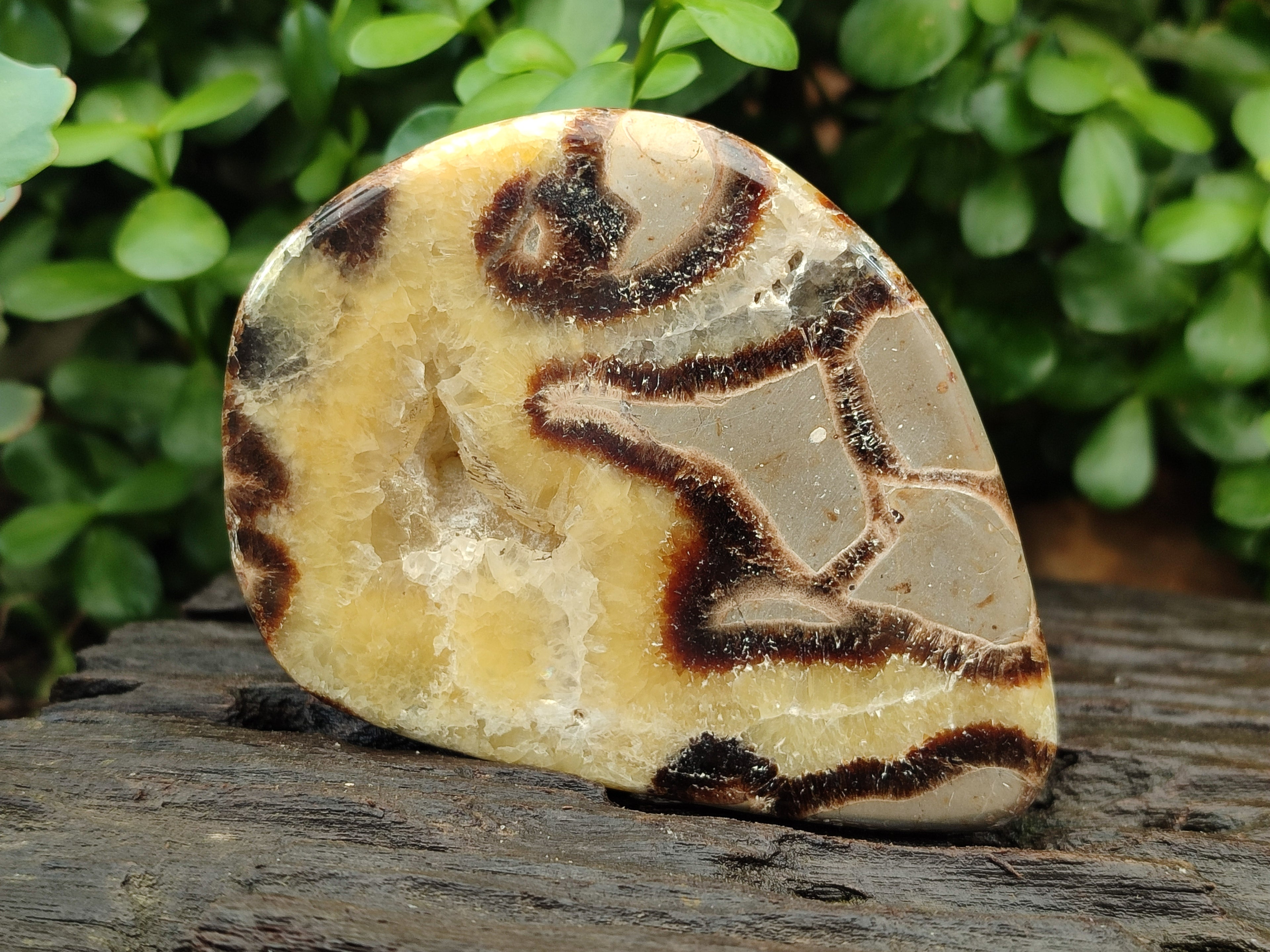 Polished Septerye Slices x 6 From Mahajanga, Madagascar - Toprock Gemstones and Minerals 