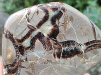 Polished Septerye Slices x 6 From Mahajanga, Madagascar