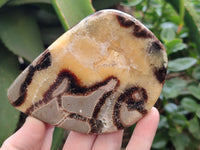 Polished Septerye Slices x 6 From Mahajanga, Madagascar