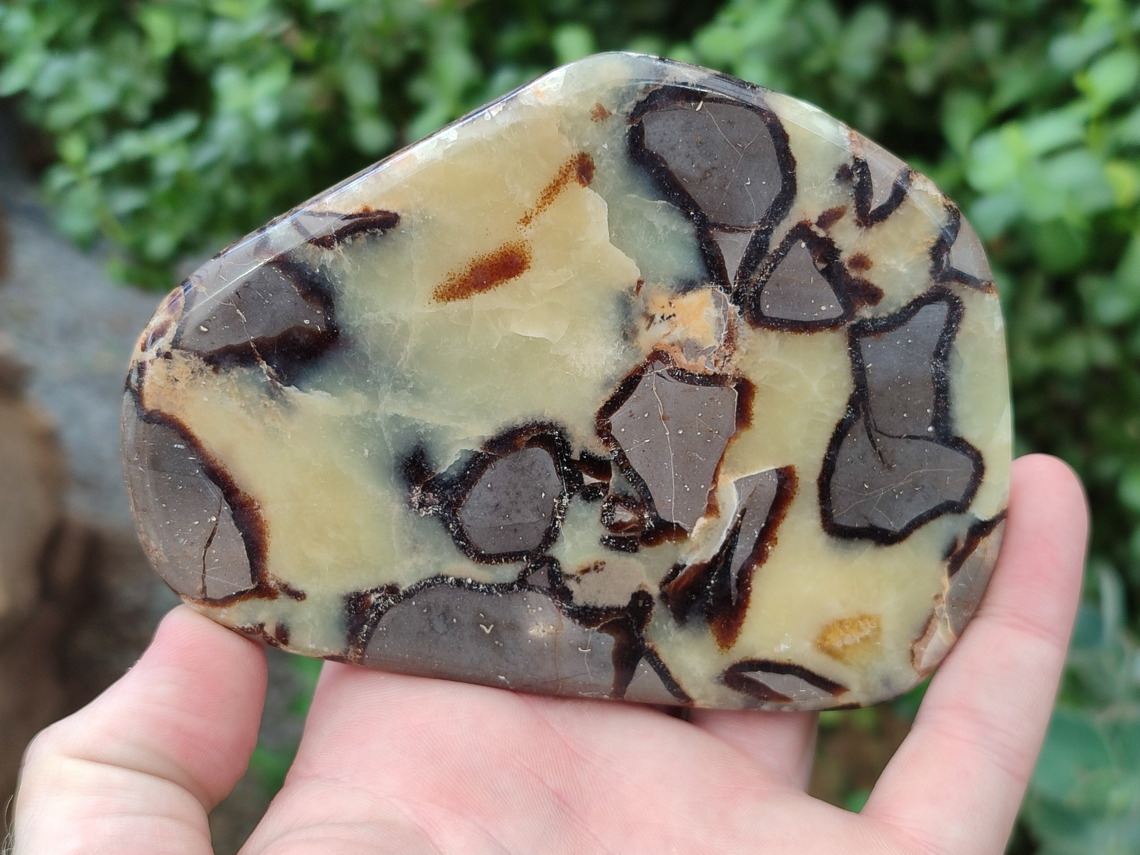 Polished Septerye Slices x 6 From Mahajanga, Madagascar - Toprock Gemstones and Minerals 